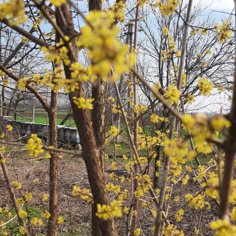 Rólam 4 Sárgán virágzó fa, háttérben a kaptársor.